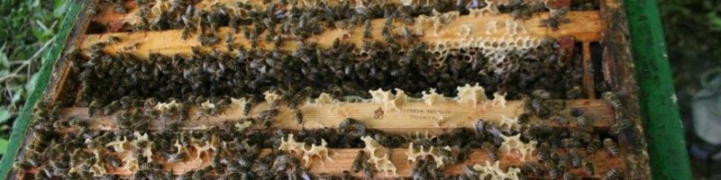 bienen_12